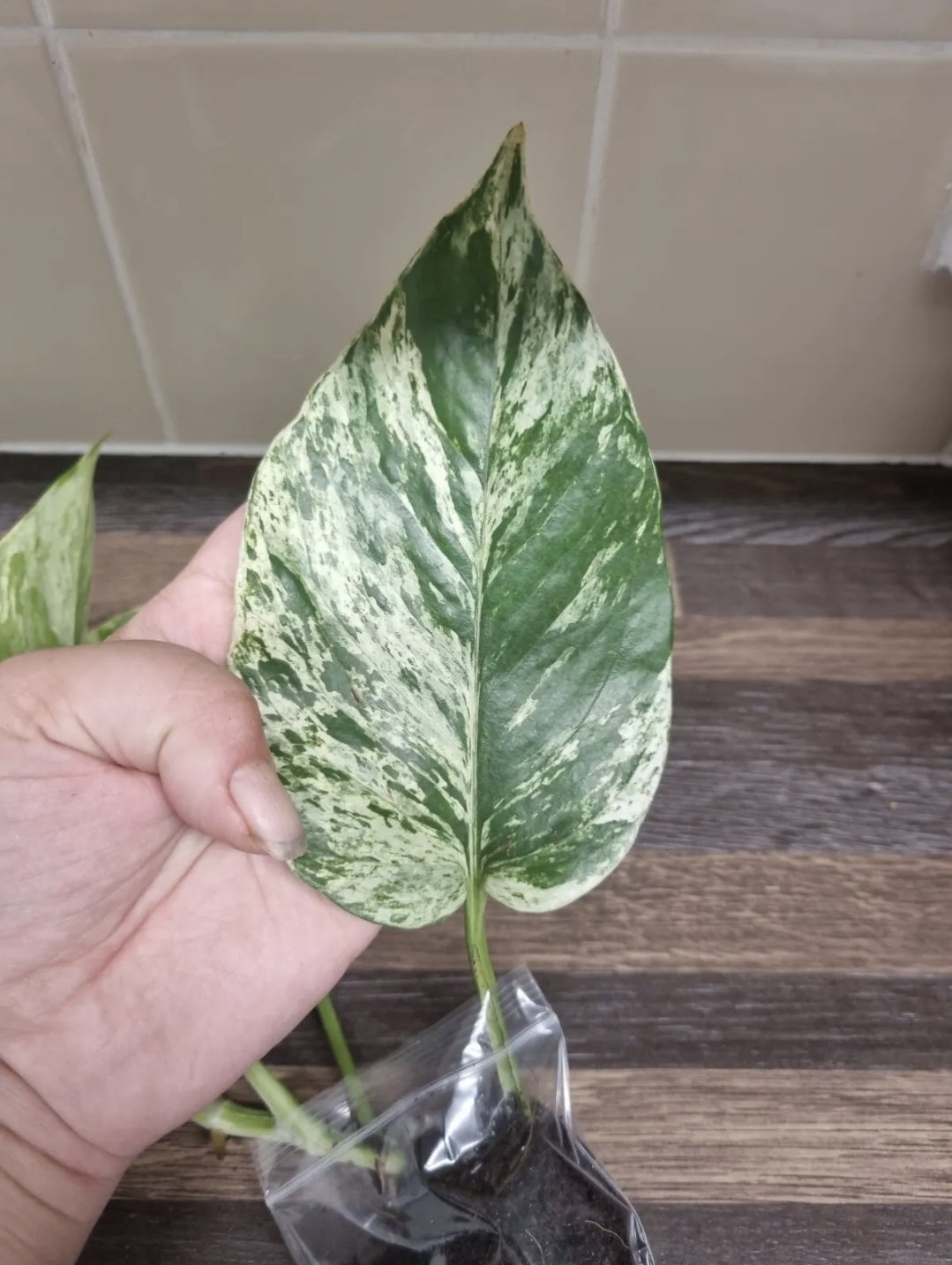 Epipremnum Aureum Marble Queen Pothos Houseplant sent bare rooted 4-5 leaves