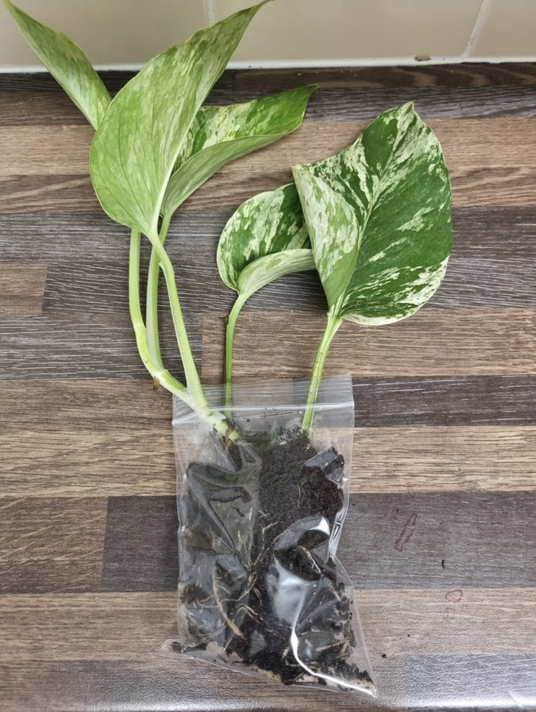 Epipremnum Aureum Marble Queen Pothos Houseplant sent bare rooted 4-5 leaves