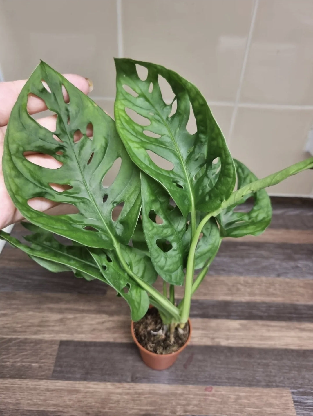 Monstera adansonii Swiss Cheese | Monkey mask plant Baby HousePlant aent bare root