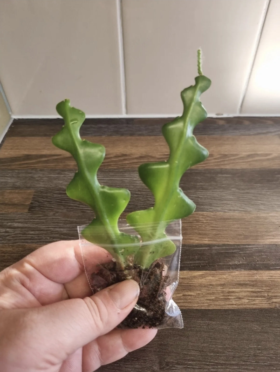 2 x Epiphyllum Anguliger Large | Fishbone Cactus | Zig zag cactus | Well Rooted