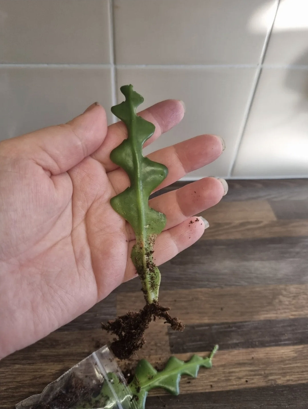 2 x Epiphyllum Anguliger Large | Fishbone Cactus | Zig zag cactus | Well Rooted