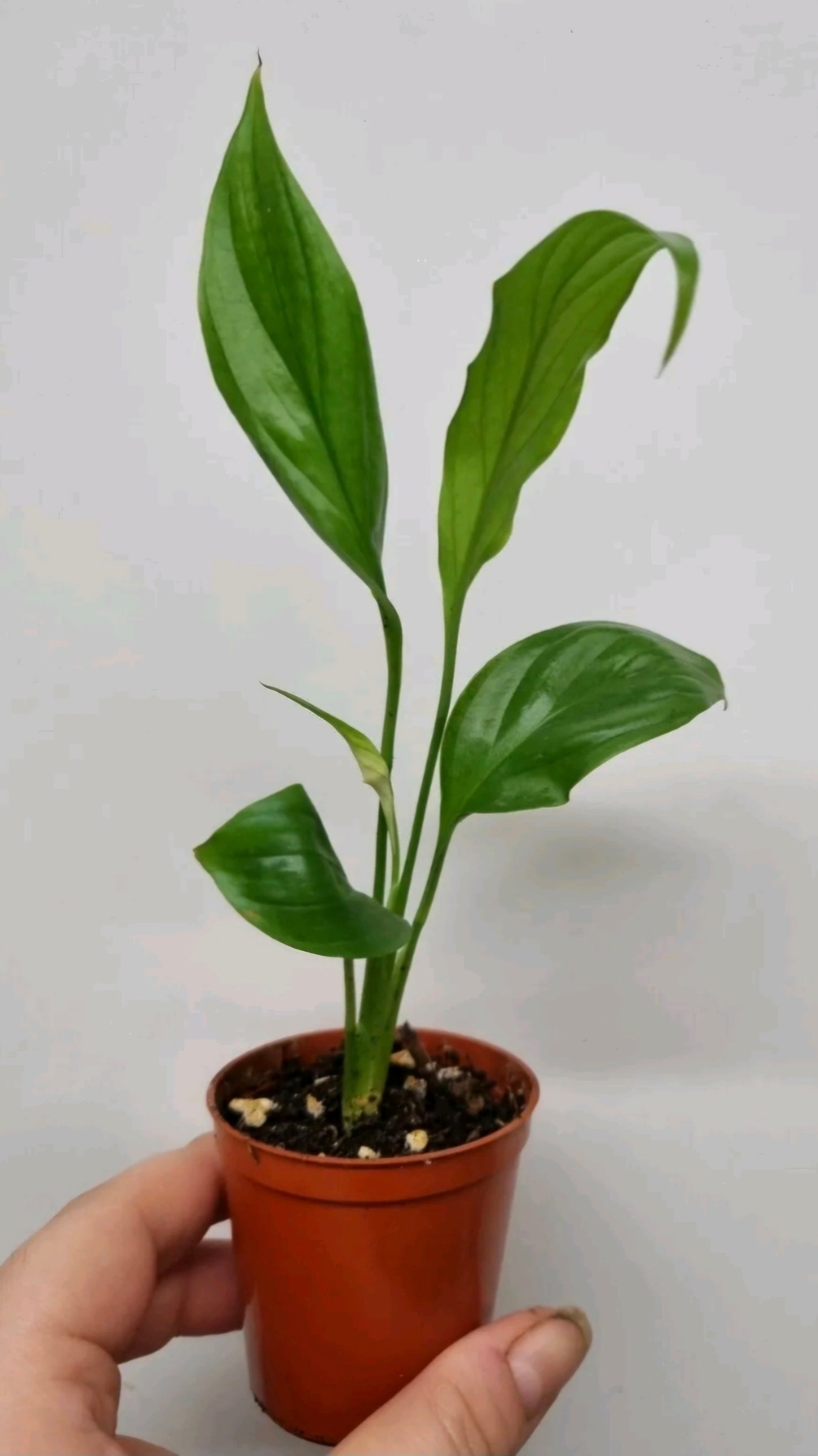 Peace Lily Spathiphyllum spp. Air Purifying House Plant Bare rooted 3 sizes