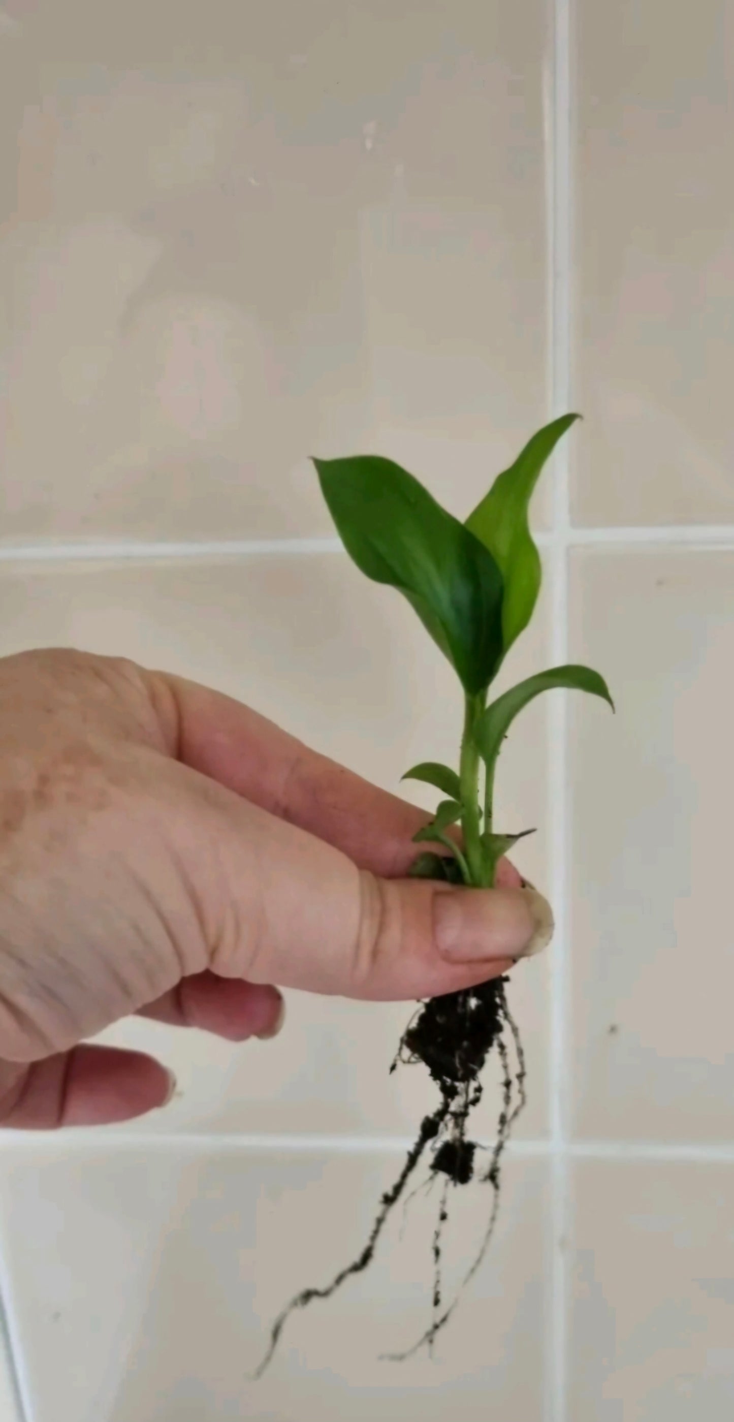 Peace Lily Spathiphyllum spp. Air Purifying House Plant Bare rooted 3 sizes