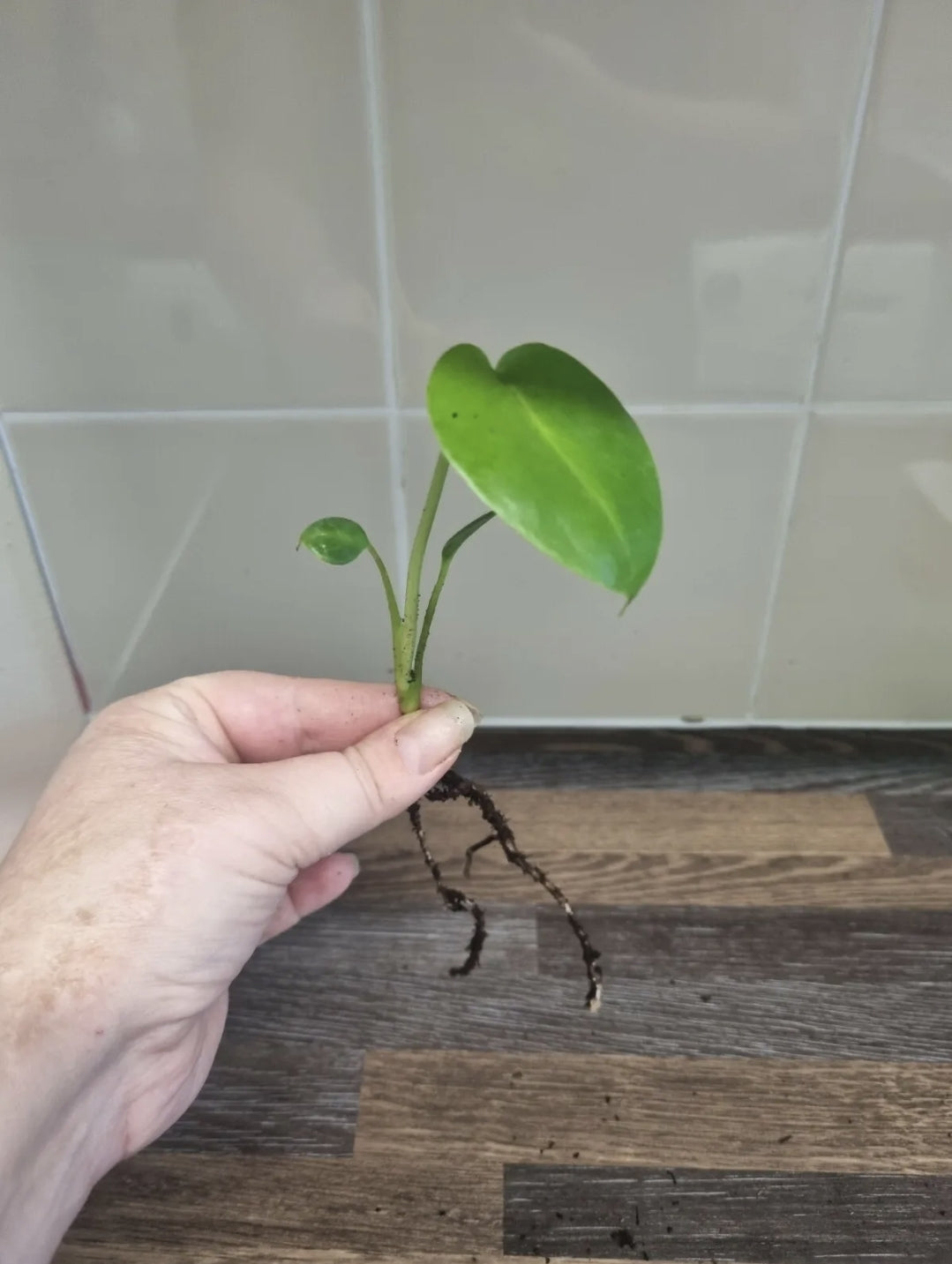 Monstera Deliciosa | Swiss Cheese Plants | Well Rooted Plants