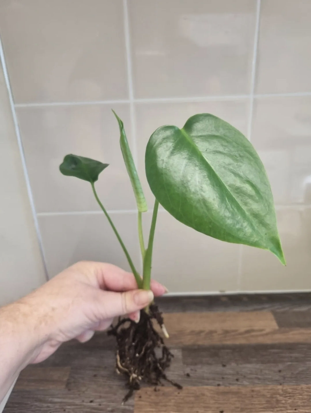 Monstera Deliciosa | Swiss Cheese Plants | Well Rooted Plants