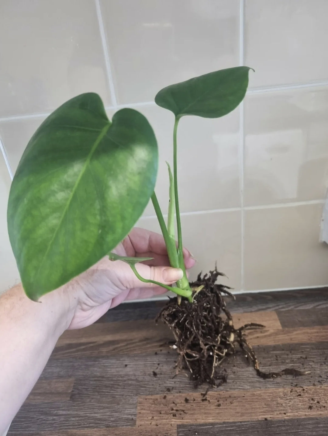 Monstera Deliciosa | Swiss Cheese Plants | Well Rooted Plants