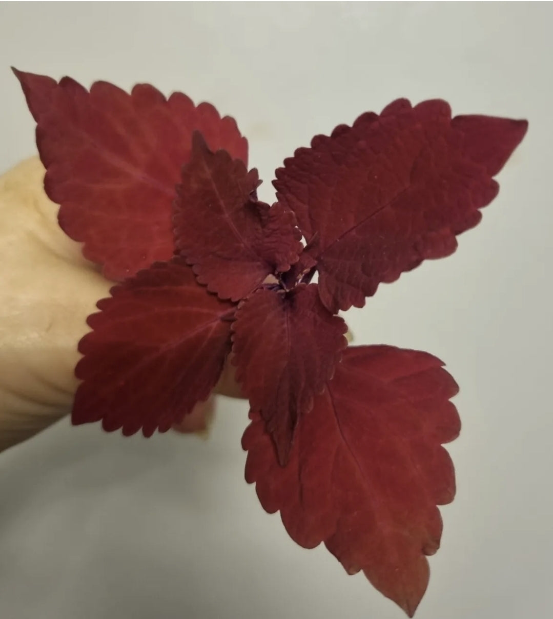 Coleus KING KONG Houseplant Unrooted Cutting
