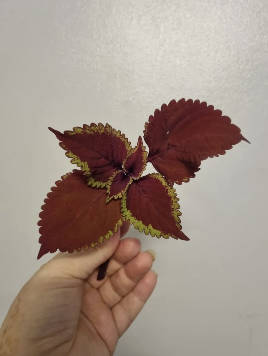 Coleus KING KONG Houseplant Unrooted Cutting