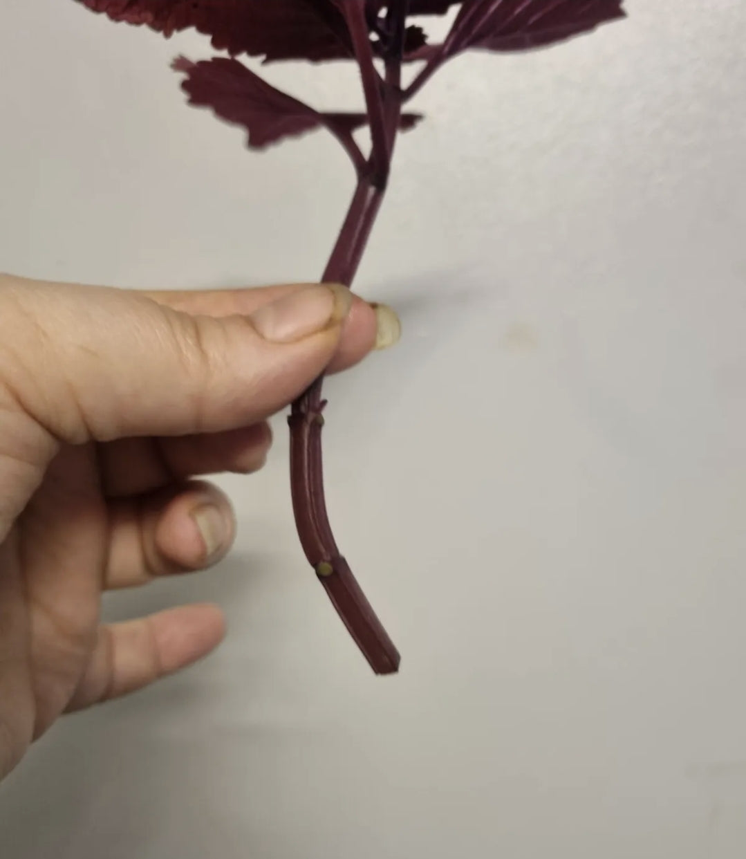 Coleus KING KONG Houseplant Unrooted Cutting