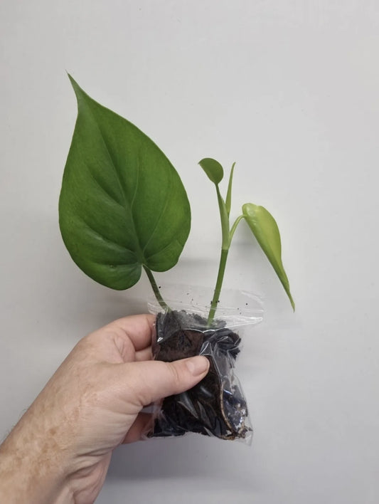 Heart Leaf Philodendron Scandens well Rooted Cutting