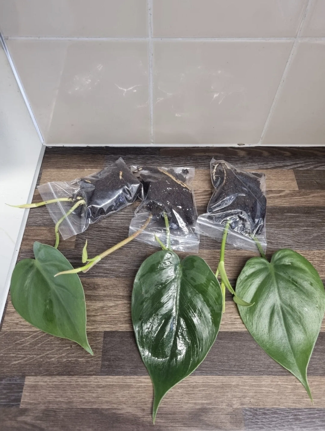 Heart Leaf Philodendron Scandens well Rooted Cutting