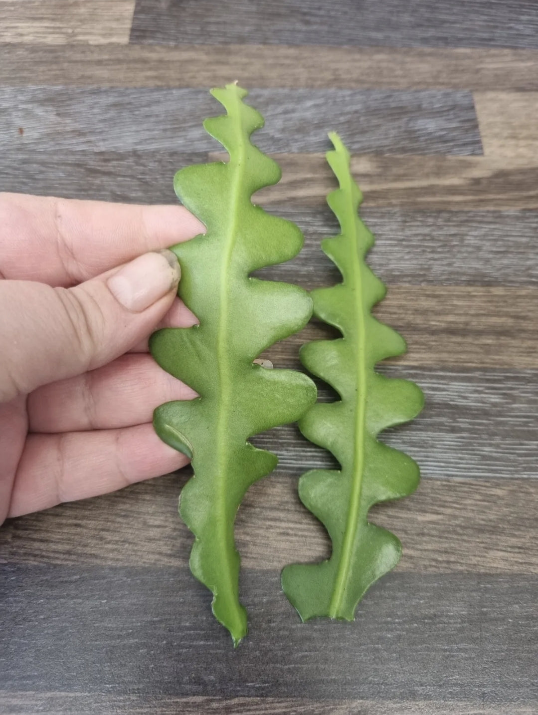 2 x Epiphyllum Anguliger | Fishbone Cactus Zig zag cactus Unrooted Cutting