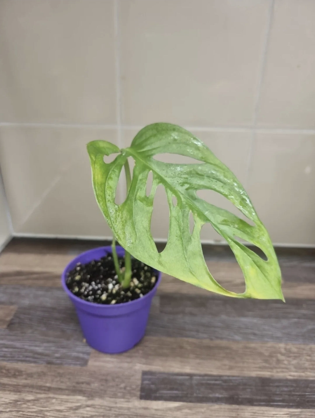 Monstera adansonii Swiss Cheese | Monkey mask plant Baby House Plant sent bare root