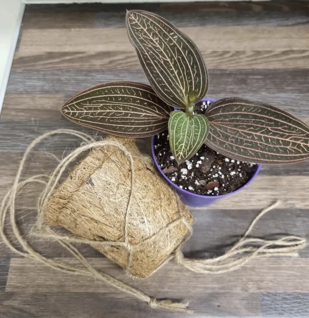 Ludisia Discolor In a 8cm Kokedama Hanging Pot Jewel Orchid Rooted Cutting