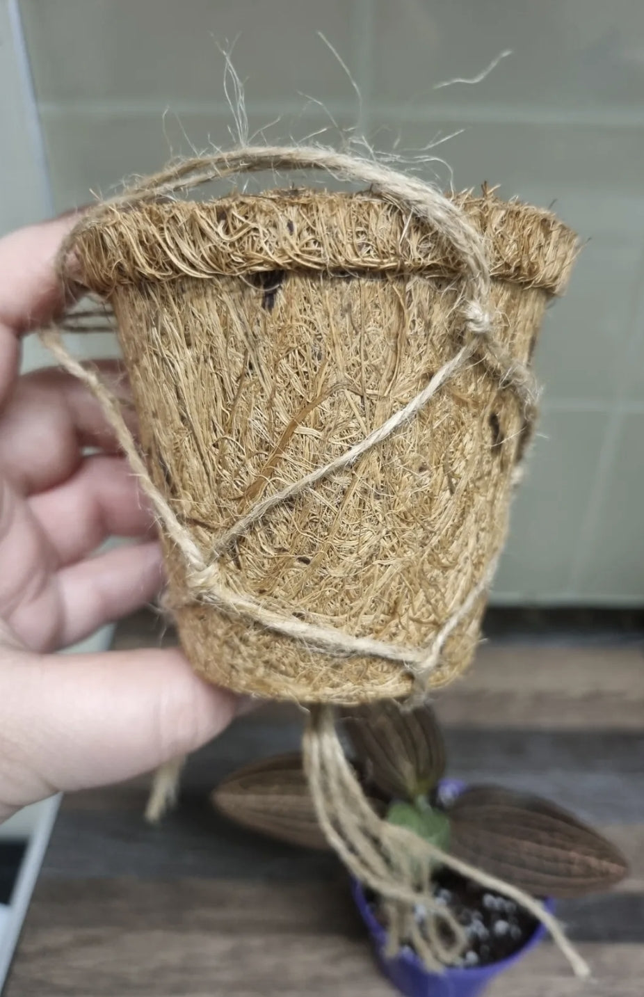 Ludisia Discolor In a 8cm Kokedama Hanging Pot Jewel Orchid Rooted Cutting