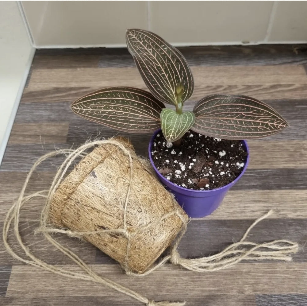 Ludisia Discolor In a 8cm Kokedama Hanging Pot Jewel Orchid Rooted Cutting