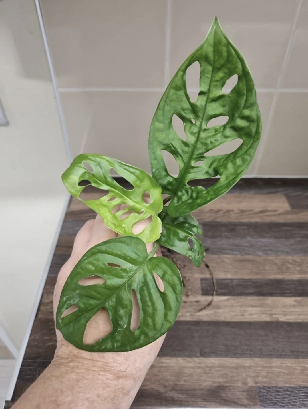 Monstera adansonii Cutting x1 Swiss Cheese/Monkey mask plant Well Rooted cutting