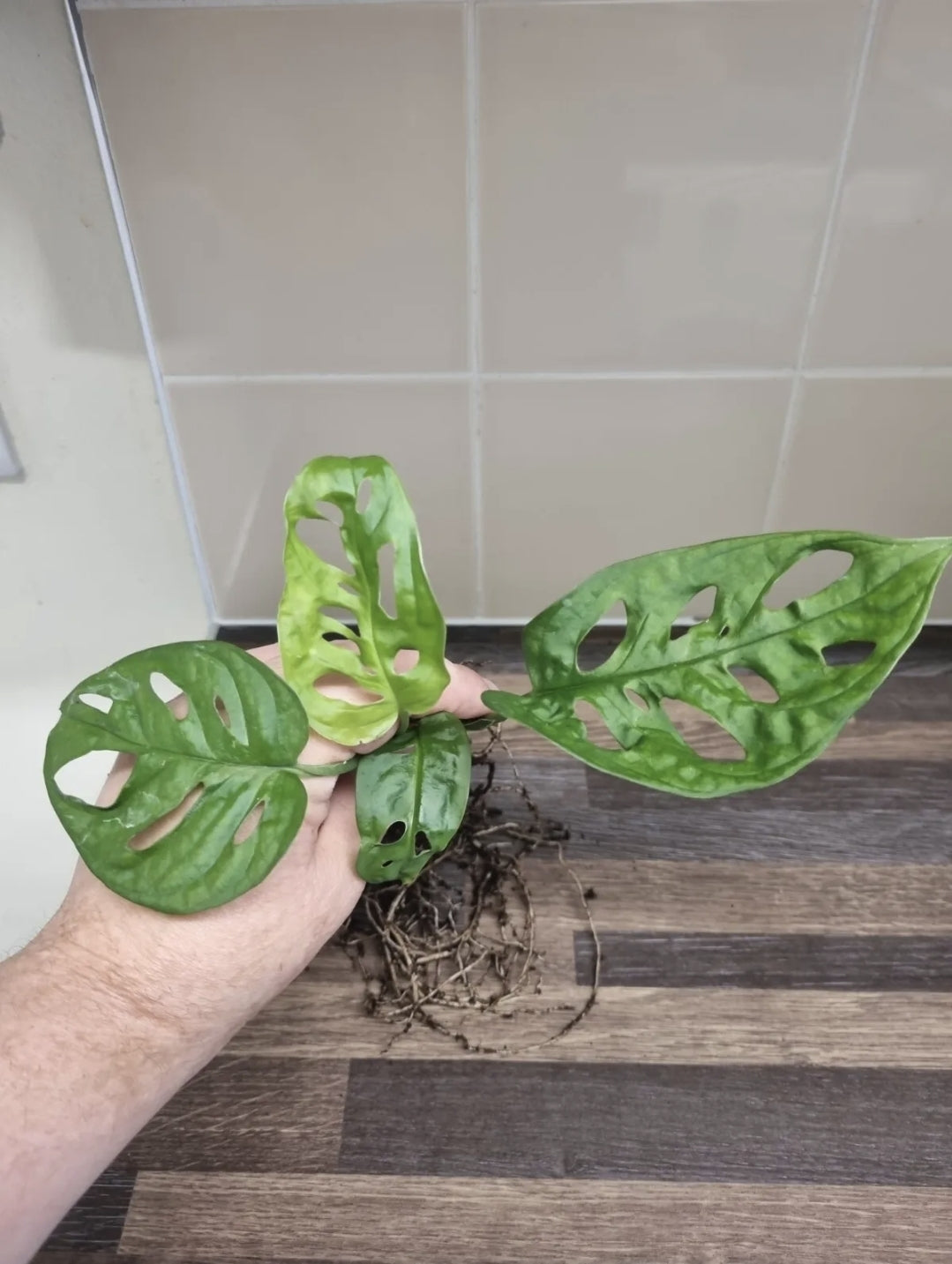 Monstera adansonii Cutting x1 Swiss Cheese/Monkey mask plant Well Rooted cutting