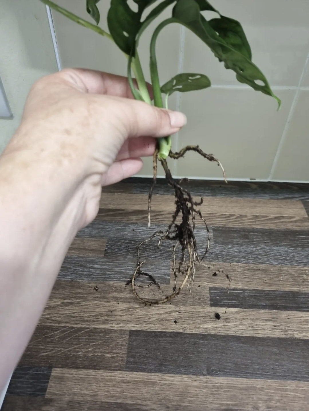 Monstera adansonii Cutting x1 Swiss Cheese/Monkey mask plant Well Rooted cutting