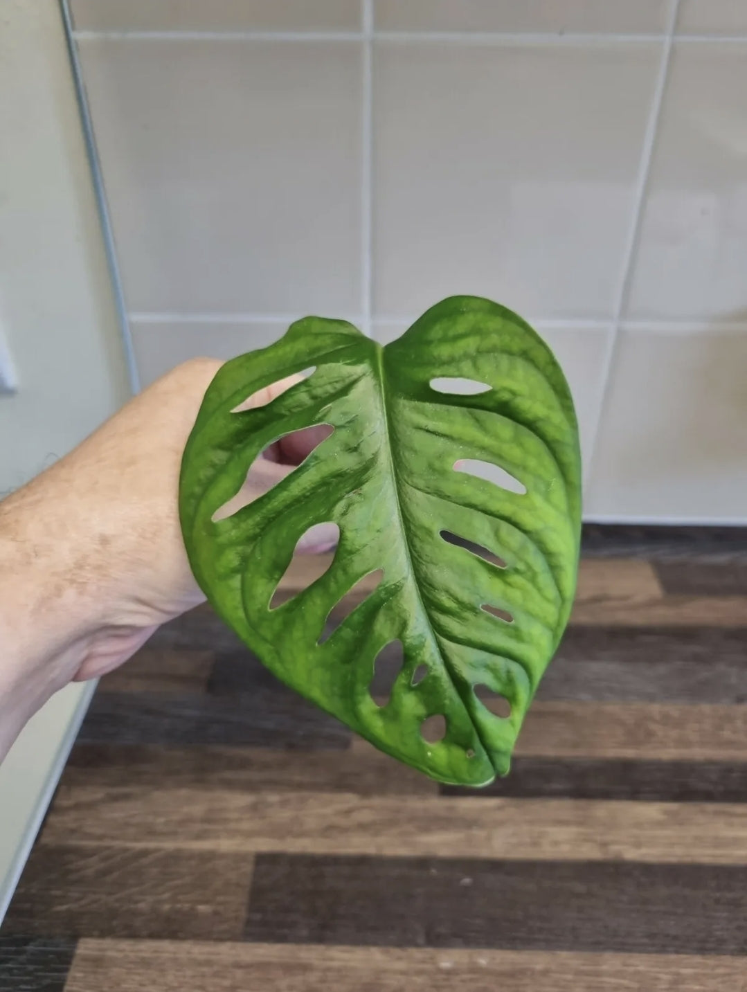 Monstera adansonii unrooted Cutting x1 Swiss Cheese | Monkey mask plant