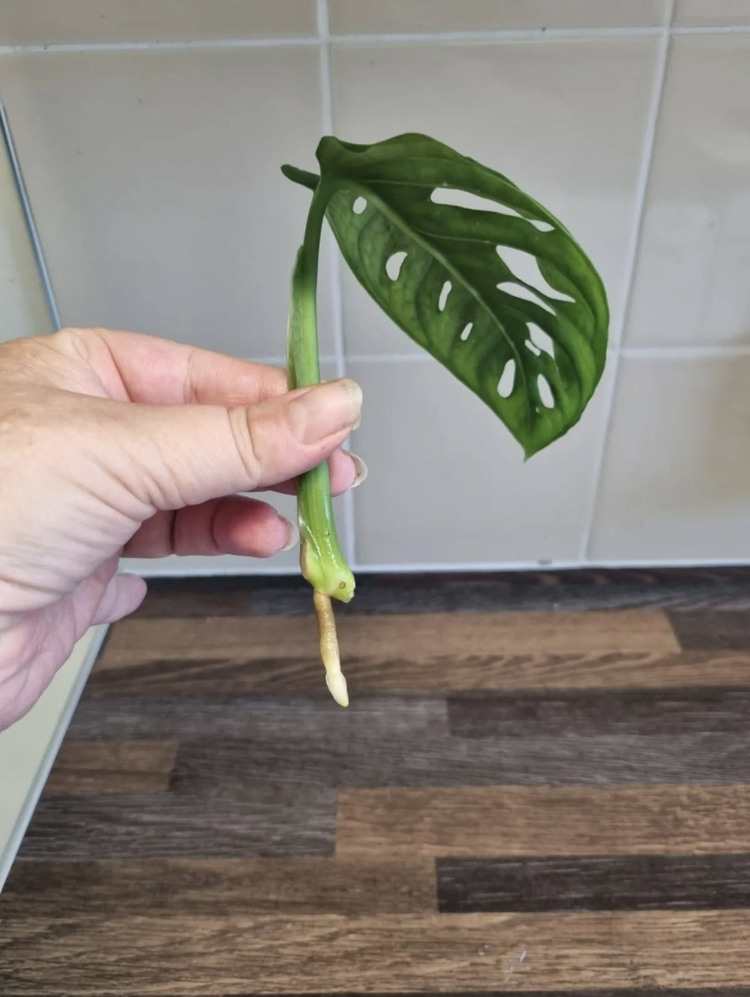 Monstera adansonii unrooted Cutting x1 Swiss Cheese | Monkey mask plant