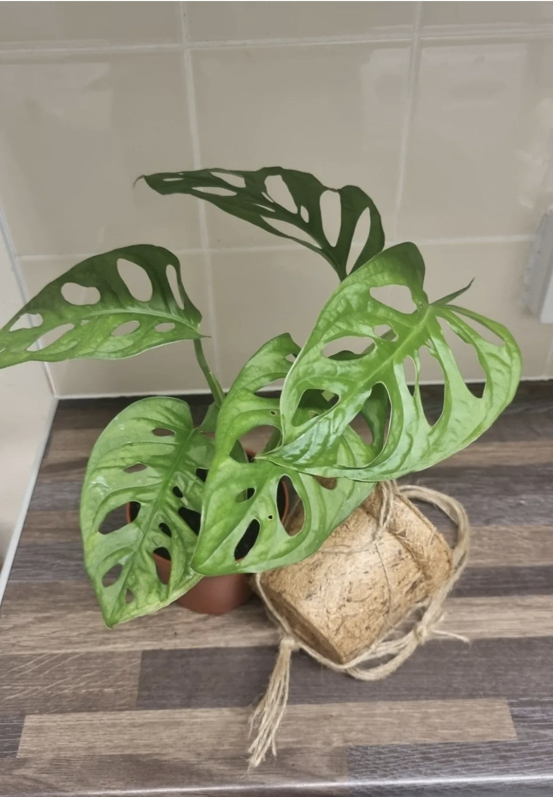 Monstera adansonii In A Kokedama Hanging Pot | Swiss Cheese Monkey mask 10cm Pot