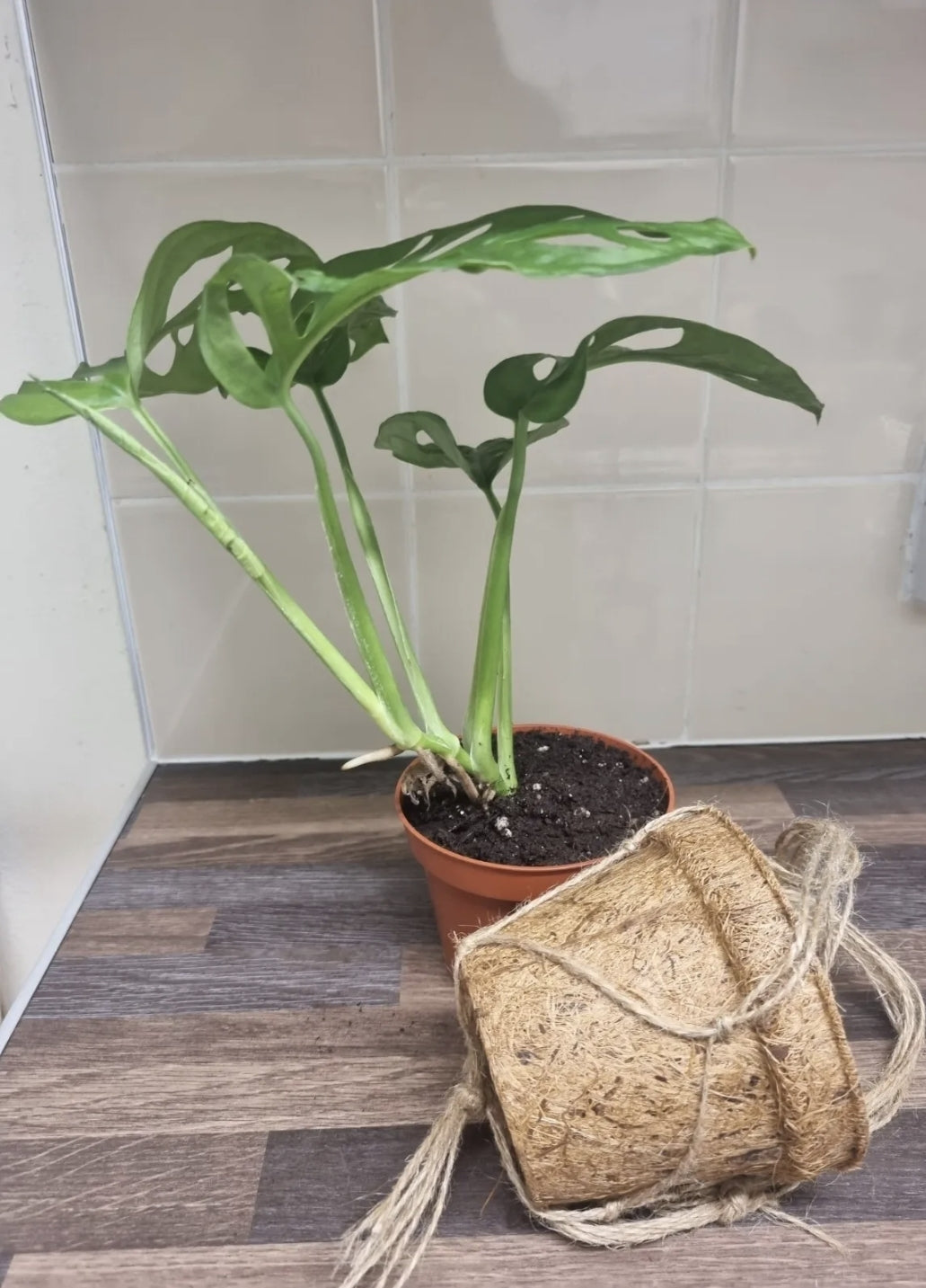 Monstera adansonii In A Kokedama Hanging Pot | Swiss Cheese Monkey mask 10cm Pot