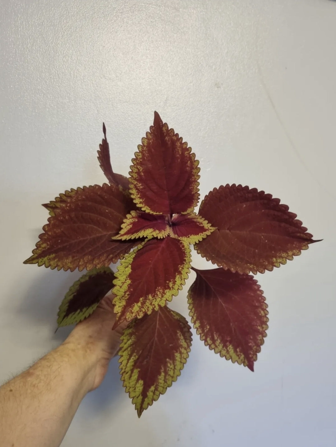 Coleus KING KONG Houseplant Well Rooted Cutting