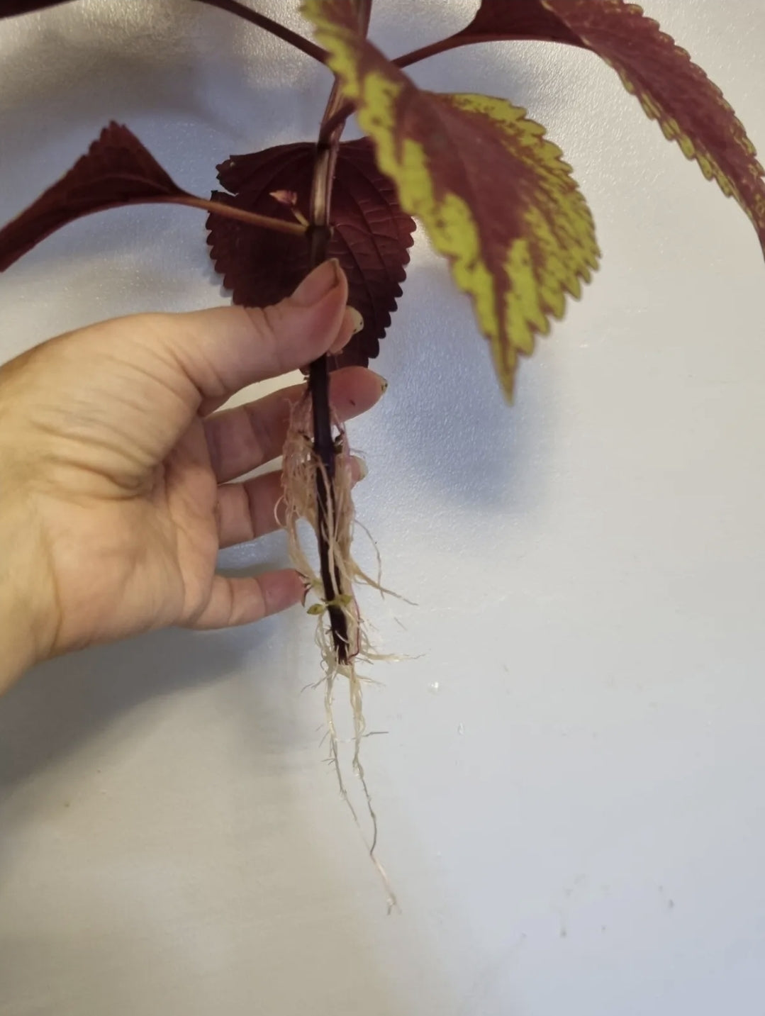 Coleus KING KONG Houseplant Well Rooted Cutting