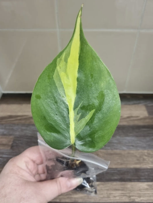 Philodendron Scandens Brasil Sweetheart, Well Rooted Plant 1 leaf Cutting