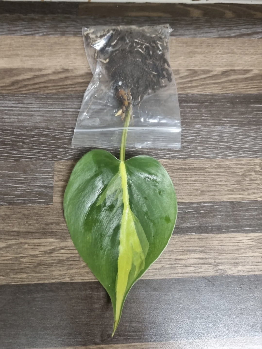 Philodendron Scandens Brasil Sweetheart, Well Rooted Plant 1 leaf Cutting