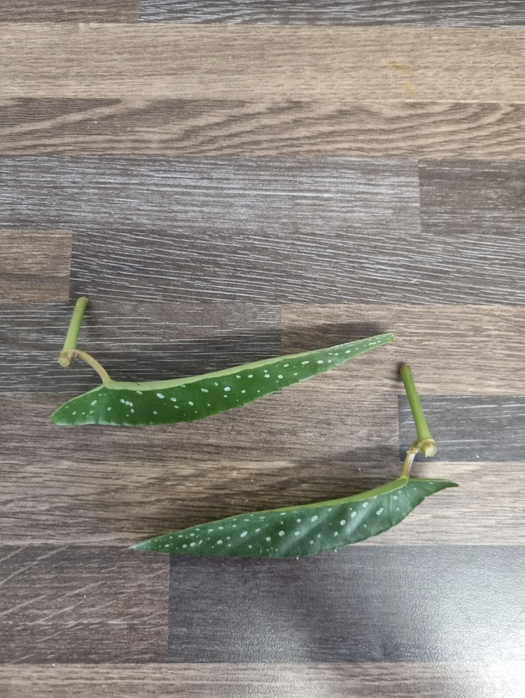 Begonia Albopicta Tamaya x2 mid cutting Begonia Unrooted cutting Rare Houseplant