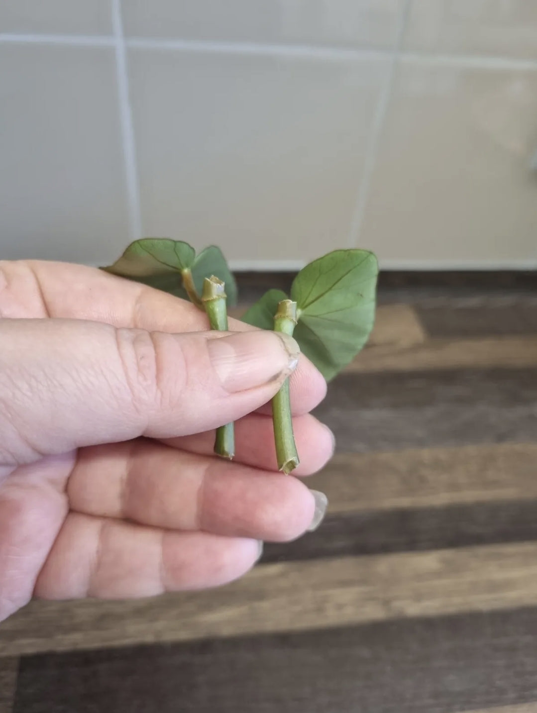 Begonia Albopicta Tamaya x2 mid cutting Begonia Unrooted cutting Rare Houseplant