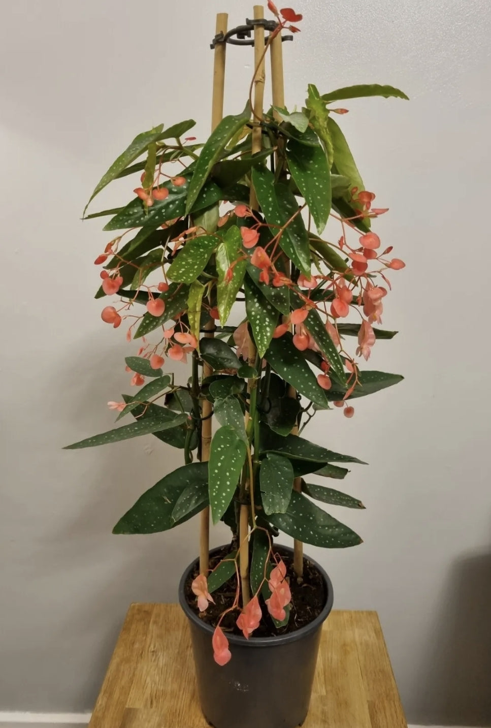 Begonia Albopicta Tamaya x2 mid cutting Begonia Unrooted cutting Rare Houseplant