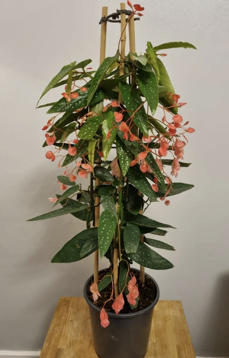 Begonia Albopicta Tamaya Begonia Unrooted cutting Rare House plant Cutting