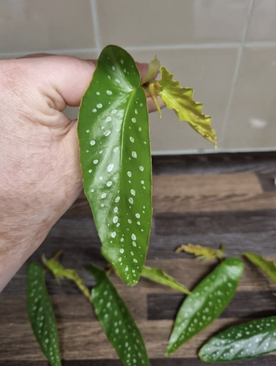 Begonia Albopicta Tamaya Begonia Unrooted cutting Rare House plant Cutting