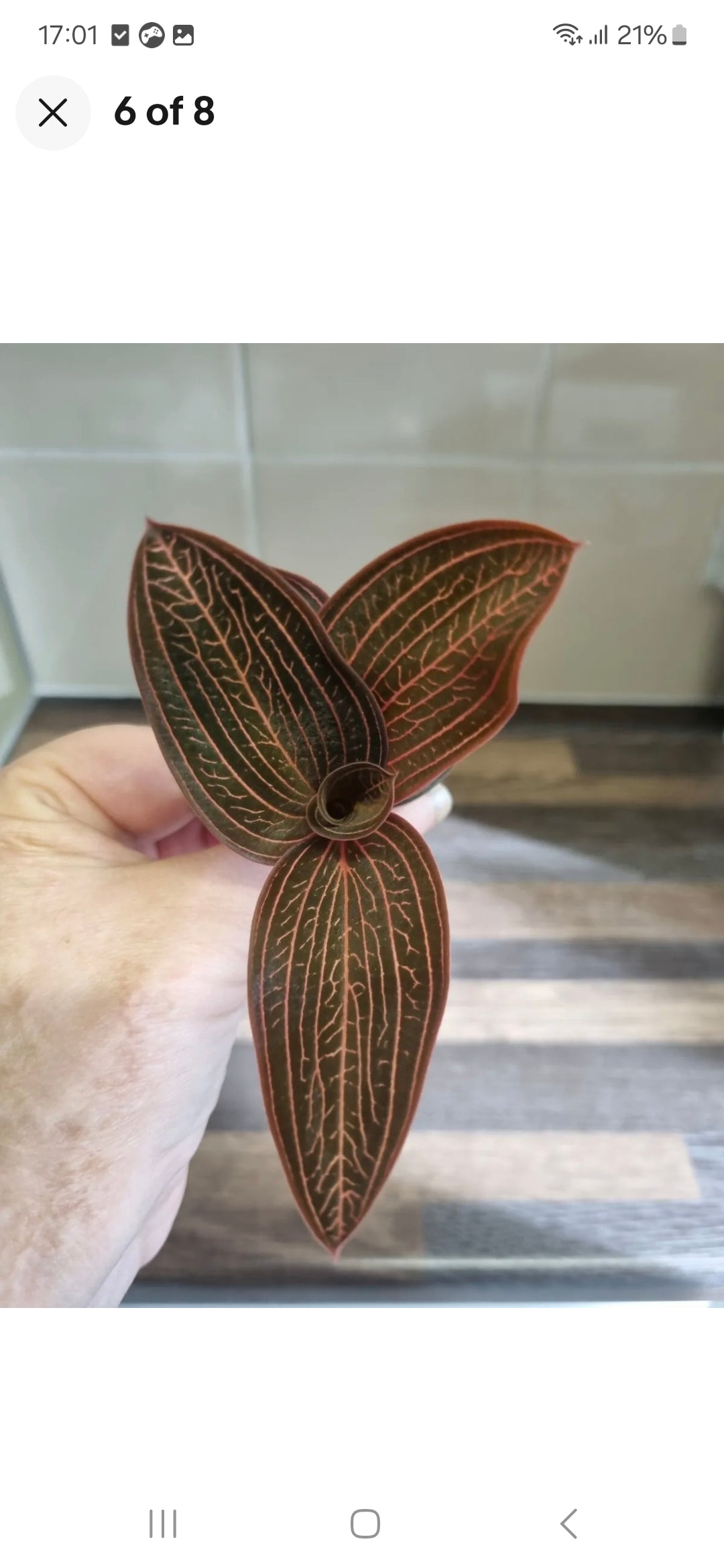 Ludisia Discolor | Jewel Orchid Unrooted Cutting for propagation