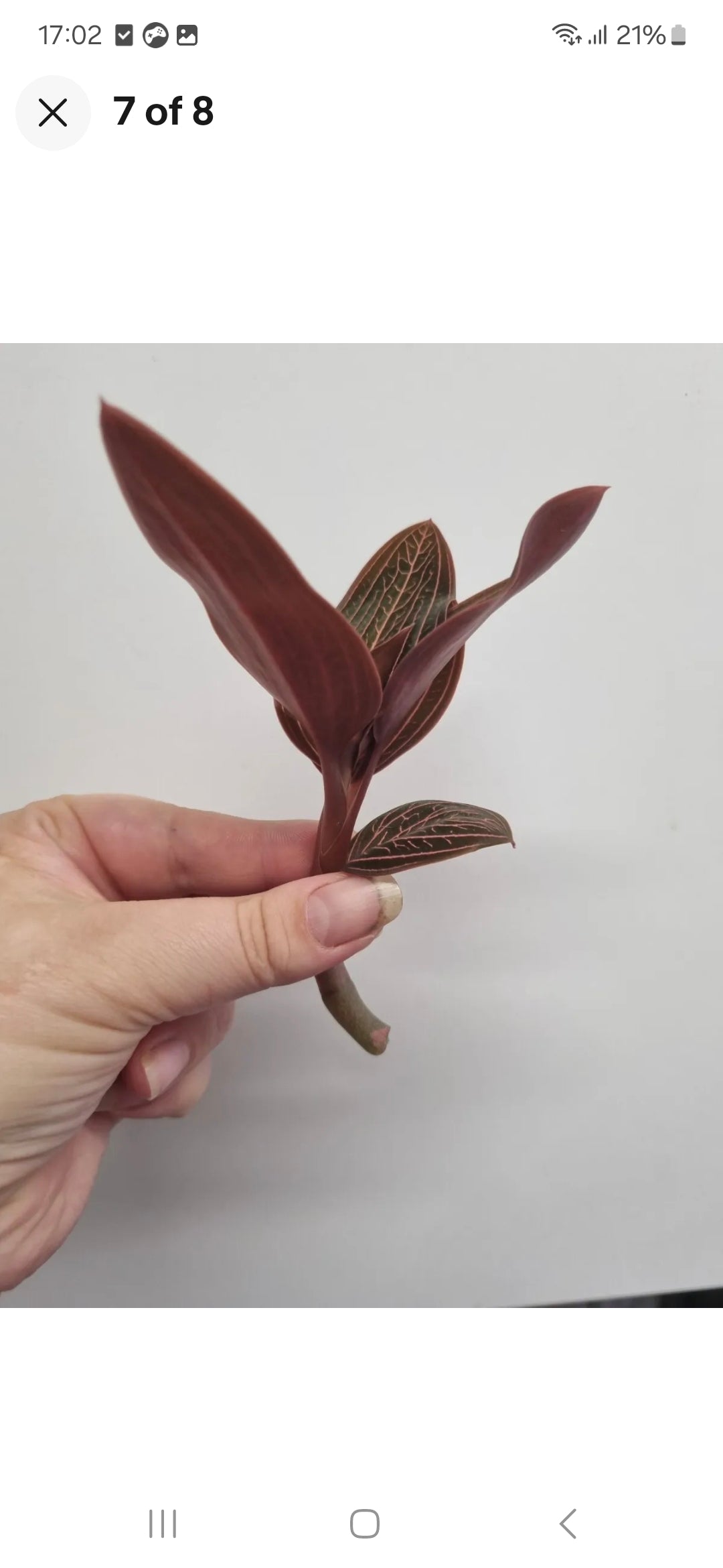 Ludisia Discolor | Jewel Orchid Unrooted Cutting for propagation