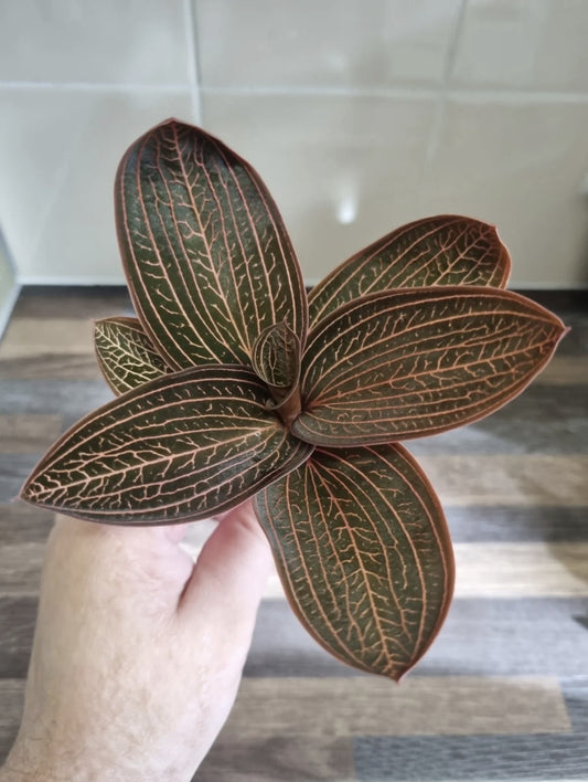 Ludisia Discolor | Jewel Orchid Unrooted Cutting for propagation