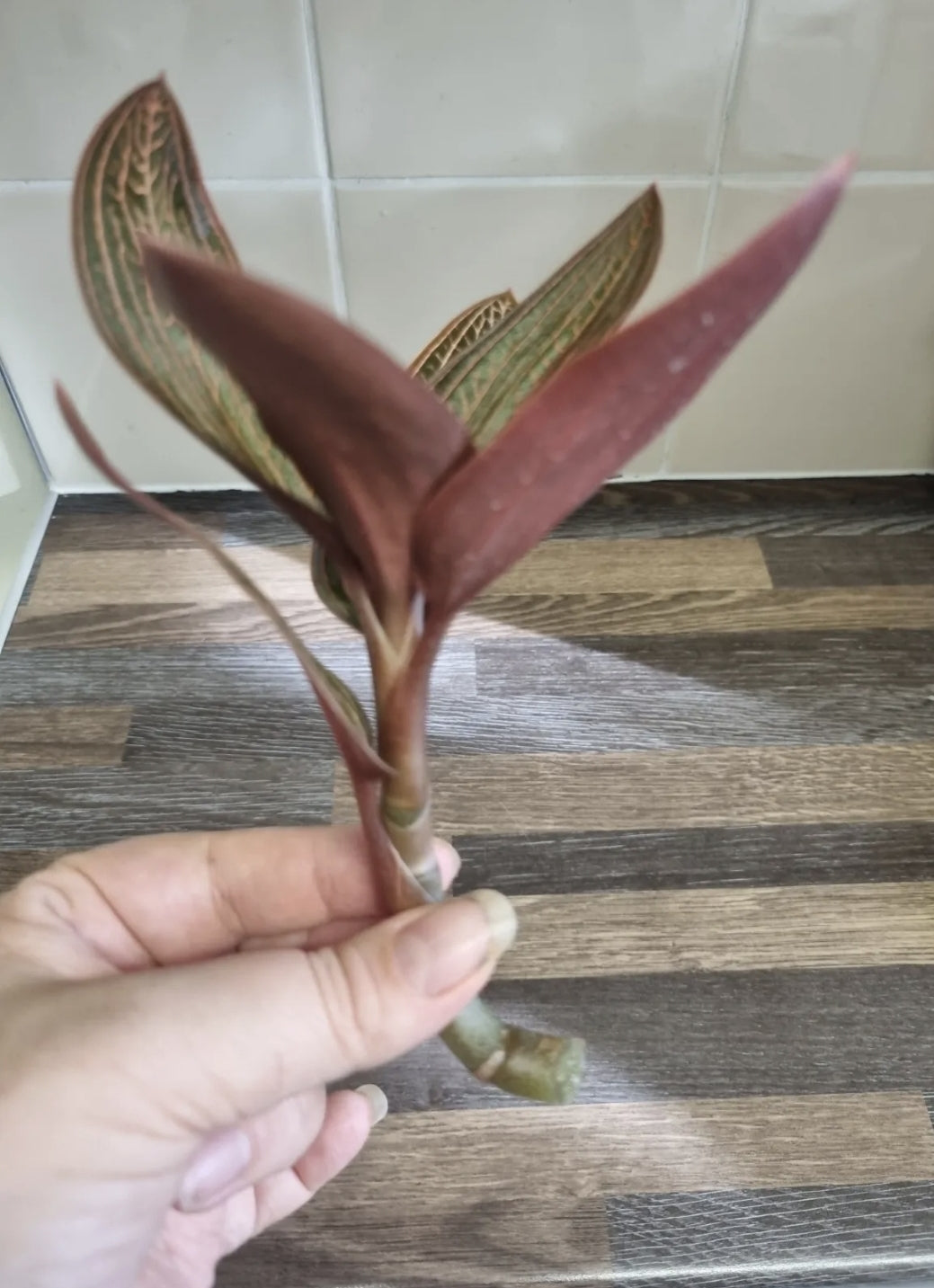 Ludisia Discolor | Jewel Orchid Unrooted Cutting for propagation