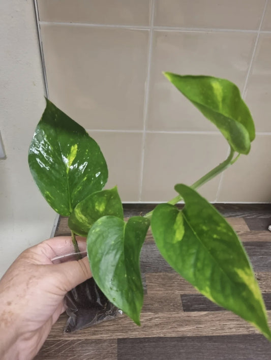 Golden pothos plant, Well Rooted plant, Epipremnum aureum Devils ivy 4-5 leaves