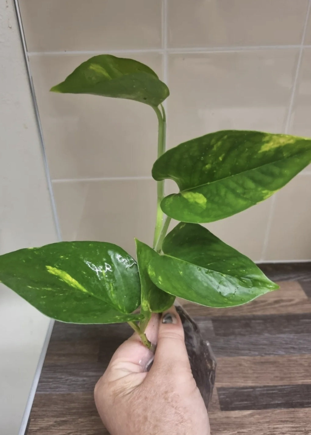 Golden pothos plant, Well Rooted plant, Epipremnum aureum Devils ivy 4-5 leaves