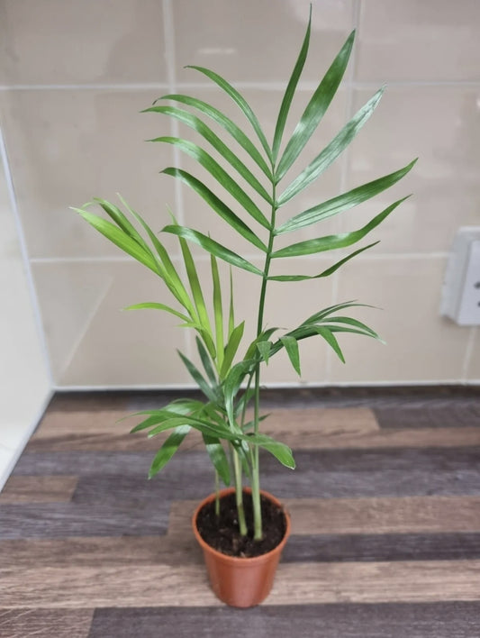 Parlour Palm plant x4 well rooted stems - Chamaedorea Elegans - Houseplant