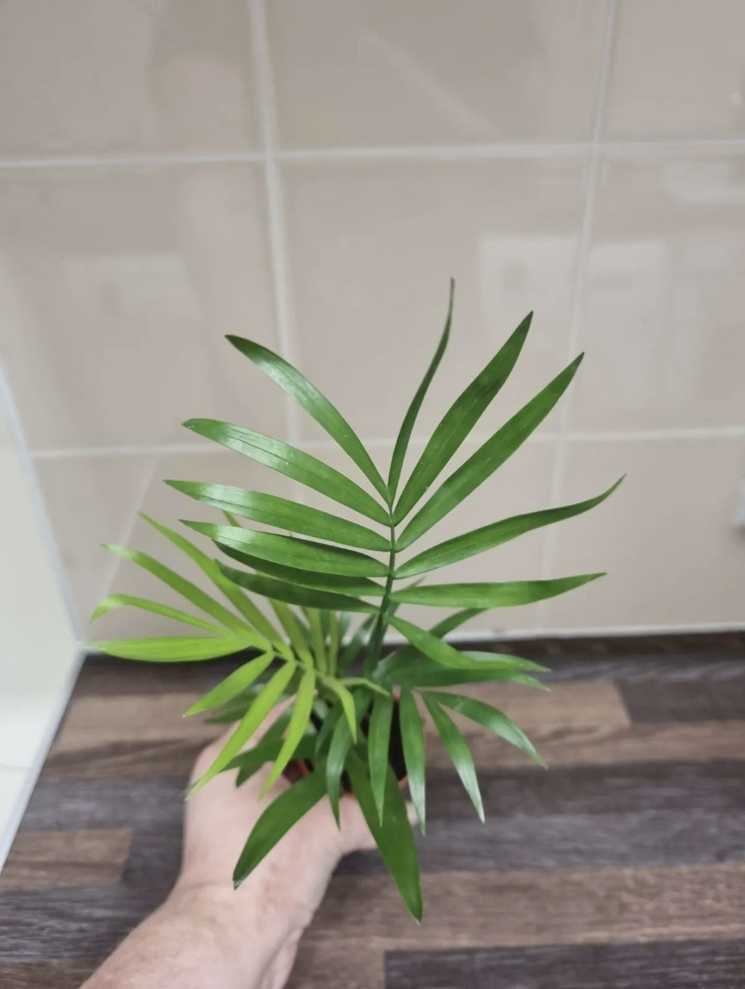 Parlour Palm plant x4 well rooted stems - Chamaedorea Elegans - Houseplant