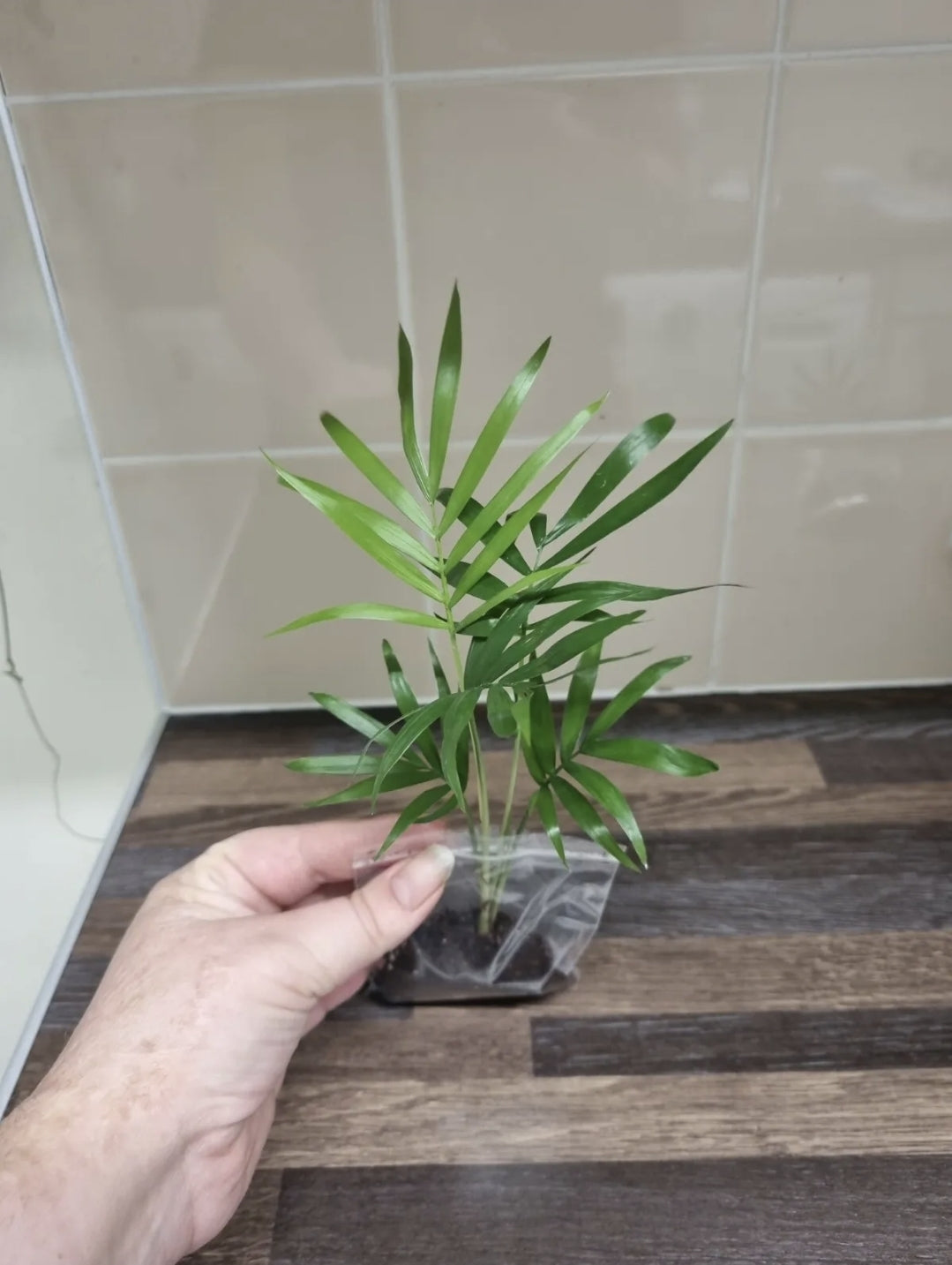 Parlour Palm plant x4 well rooted stems - Chamaedorea Elegans - Houseplant