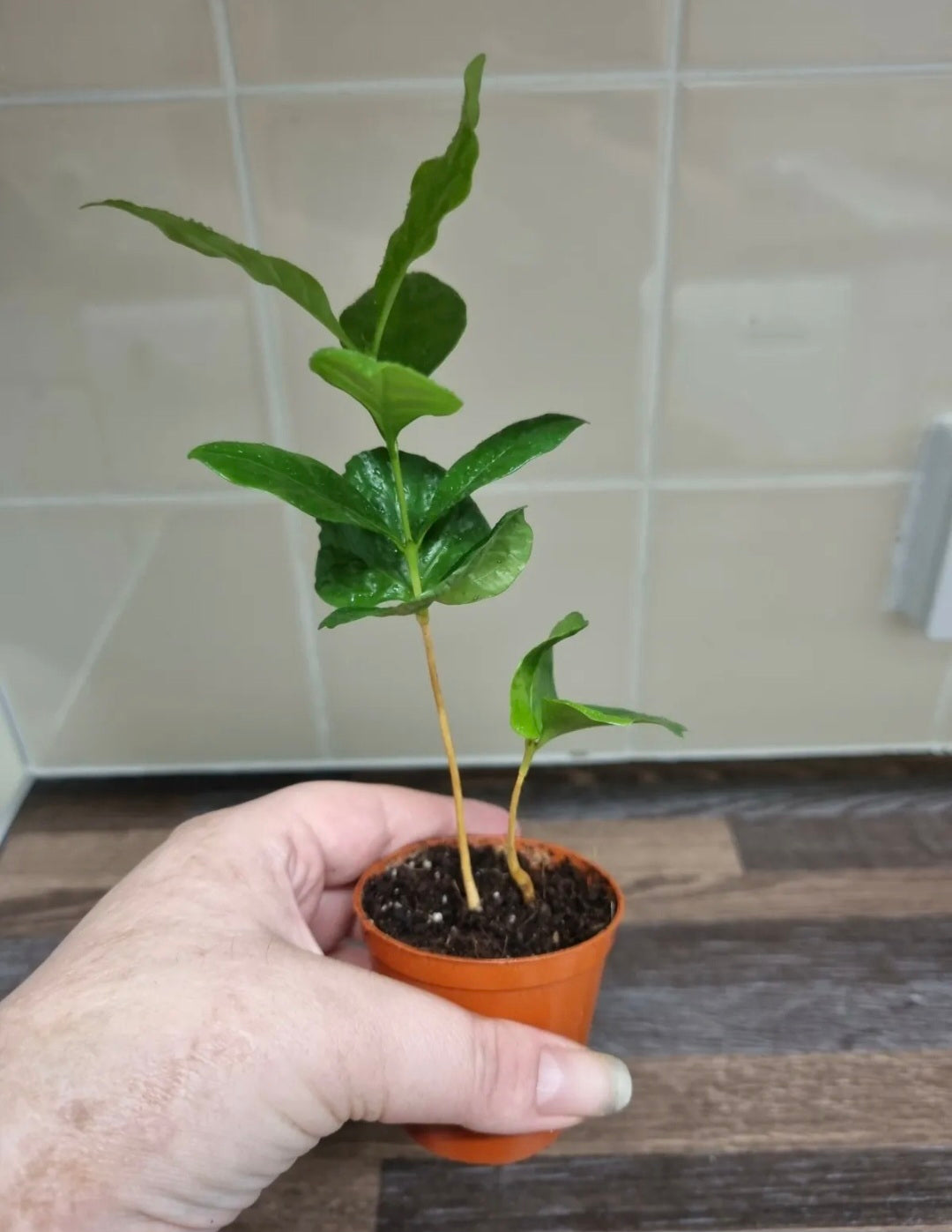 2x Coffee Arabica plant Seedlings Coffee Plant Indoor Houseplant well Rooted