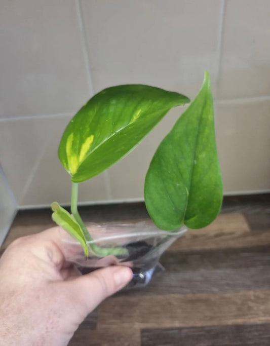 Golden Pothos Trailing Vine Plant Cutting Devils Ivy well Rooted 2 leaf cutting