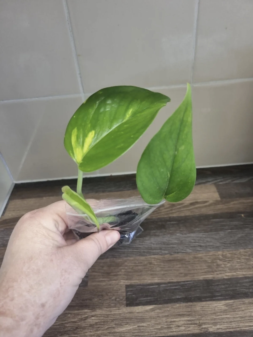 Golden Pothos Trailing Vine Plant Cutting Devils Ivy well Rooted 2 leaf cutting