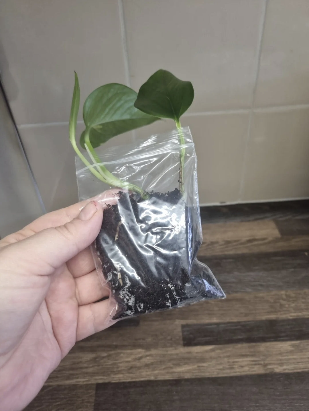 Golden Pothos Trailing Vine Plant Cutting Devils Ivy well Rooted 2 leaf cutting