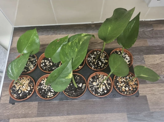 Golden pothos Cutting Epipremnum aureum Devils ivy money plant Rooted Cutting